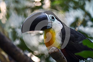 Toucan - Ramphastos vitellinus, zoo or wildlife .Close up.