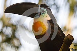Toucan - Ramphastos vitellinus, zoo or wildlife .Close up.