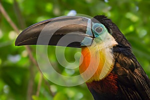 Toucan - Ramphastos vitellinus, zoo or wildlife .Close up.