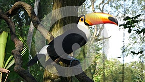 Toucan seating on the branch in the Singapore Zoo