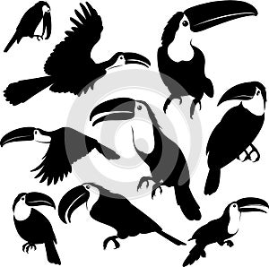 Toucan silhouette illustration set