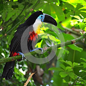 Toucan sitting on the branch