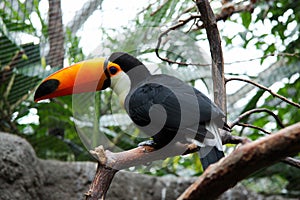 Toucan
