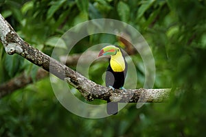 Toucan sitting on the branch in the forest, Boca Tapada, green vegetation, Costa Rica. Nature travel in central America. Keel-