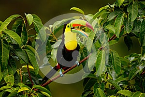 Toucan sitting on the branch in the forest, Boca Tapada, green vegetation, Costa Rica. Nature travel in central America. Keel-bill