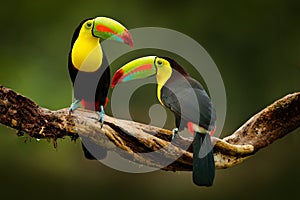 Toucan sitting on the branch in the forest, green vegetation, Costa Rica. Nature travel in central America. Two Keel-billed Toucan