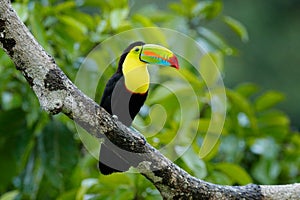 Toucan sitting on the branch in the forest, green vegetation, Costa Rica. Nature travel in central America. Two Keel-billed Toucan