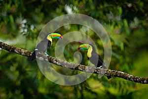 Toucan sitting on the branch in the forest, green vegetation, Costa Rica. Nature travel in central America. Two Keel-billed Toucan