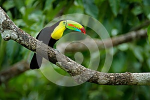 Toucan sitting on the branch in the forest, green vegetation, Panama. Nature travel in central America. Keel-billed Toucan, Rampha