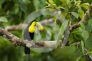 Toucan sitting on the branch in the forest, Panama, South America. Nature travel in central America. Keel-billed Toucan, Ramphasto