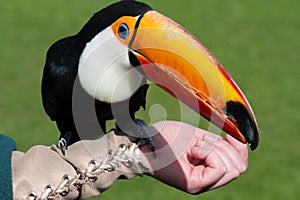 Toucan sitting on handlers arm