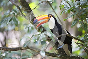 Toucan sitting in a tree
