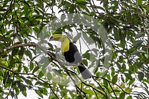 Toucan sitting in a tree in Chachagua Rainforest