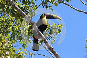 Toucan