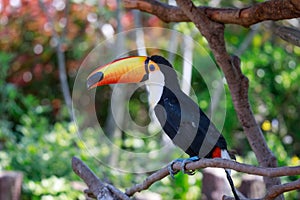 Toucan
