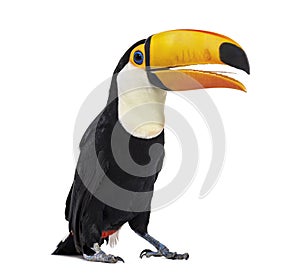 Toucan toco beak open, we can see its tongue, Ramphastos toco