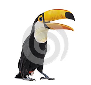 Toucan toco beak open, Ramphastos toco, isolated photo