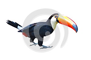 Toucan Toco bird