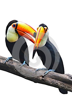 Toucan Toco bird