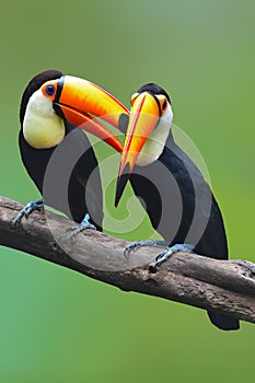 Toucan Toco bird