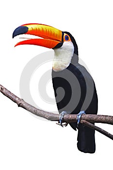 Toucan Toco bird