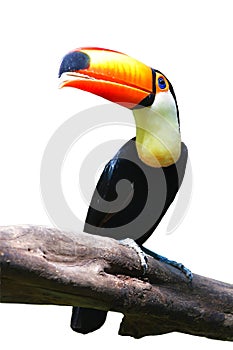 Toucan Toco bird