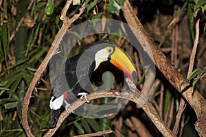 TOUCAN TOCO ramphastos toco