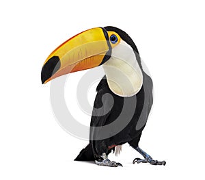 Toucan toco, Ramphastos toco, isolated