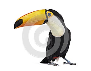 Toucan toco, Ramphastos toco, isolated