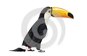 Toucan toco, Ramphastos toco, isolated