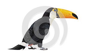 Toucan toco, Ramphastos toco, isolated