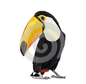 Toucan toco, Ramphastos toco, isolated