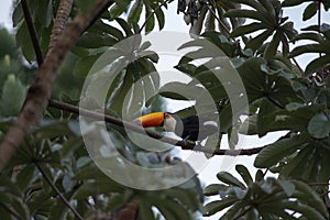 Toucan toco sitting on tree