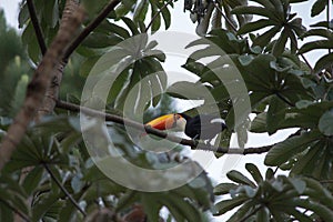 Toucan toco sitting on tree
