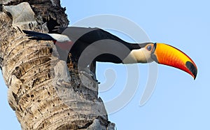 Toucan on the tree, blue sky background, side view. Toco toucan, common toucan or giant toucan
