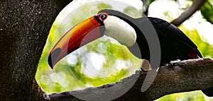 Toucan on a Tree Limb