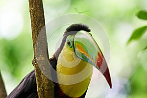 Toucan on a tree in the Papiliorama Zoo in Switzerland