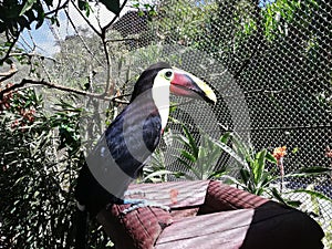 Toucan.. Tropical Bird. In extinton Hazard. Forest