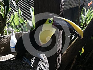 Toucan.. Tropical Bird. In extinton Hazard. Forest