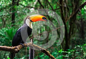 Toucan tropical bird in natural wildlife environment in rainforest jungle