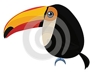 Toucan, vector or color illustration