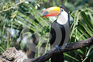 Toucan watching southeast