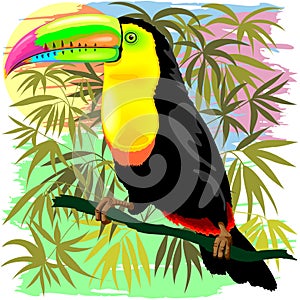 Toucan Wild Bird from Amazon Rainforest