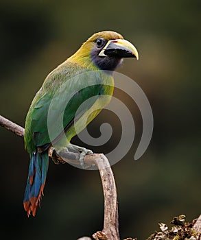 A Toucanet in Costa Rica