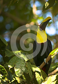 Toucans