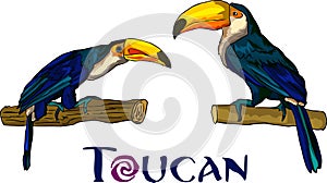 Toucans design elements vector