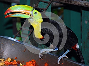 Toucans are members of the family Ramphastidae