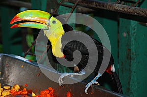 Toucans are members of the family Ramphastidae of near passerine birds