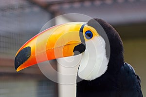 Toucans. Ramphastidae