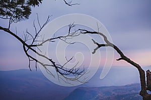 Touch of branches at Phu Kradueng, Thailand